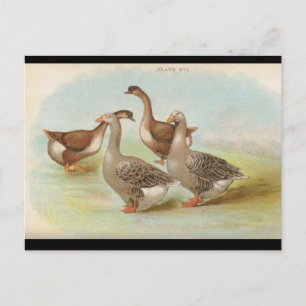 Carte Postale Oie