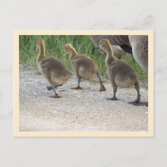 Carte postale Oie-Bébé (Devant)