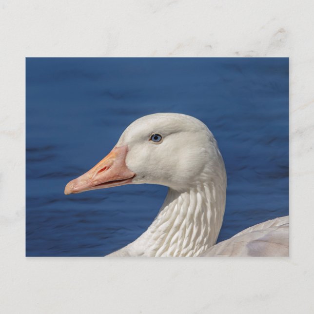 Carte Postale Oie blanche canadienne (Devant)