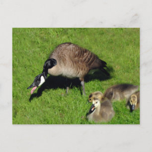 Carte Postale Oie canadienne avec mère 1
