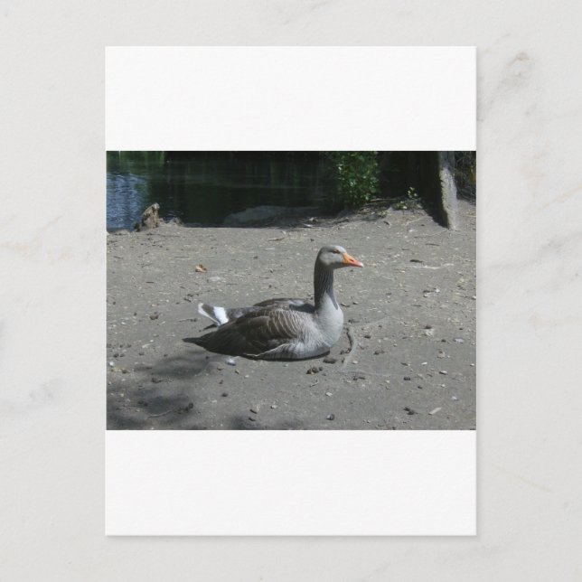 Carte Postale Oie de Greylag (Devant)