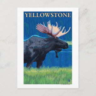 Carte Postale Oie de nuit - Parc national de Yellowstone
