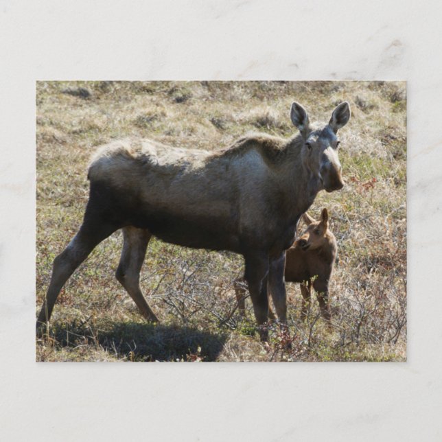 Carte Postale Oie de vache de l'Alaska avec veau (Devant)