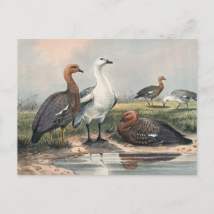 Carte Postale Oie des hauts plateaux par Joseph Wolf