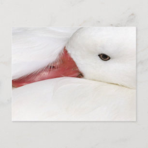 Carte Postale Oie des neiges Chen caerulescens