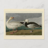 Oie des neiges des oiseaux d'Amérique d'Audubon