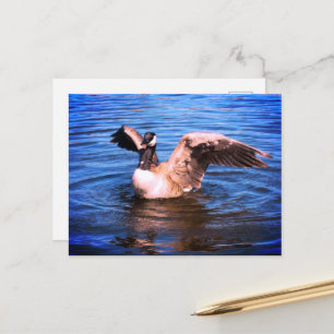 Carte Postale Oie du Canada Lève ses ailes Eau Bleue Nature