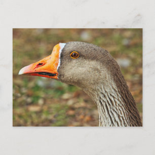 Carte Postale Oie du laitier, lac Roath Park, Cardiff, Pays de G