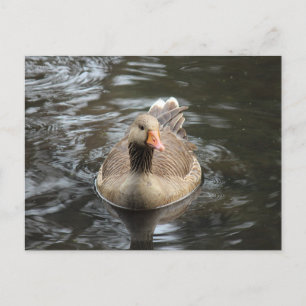 Carte Postale Oie du laitier. Lac Roath Park, Cardiff, Pays de G