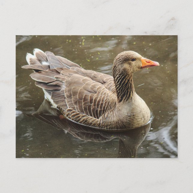 Carte Postale Oie du laitier. Roath Park Lake, Cardiff, Wales Po (Devant)