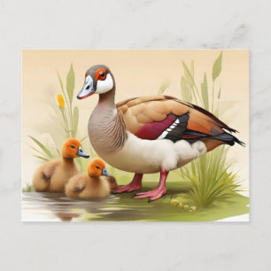 Carte Postale Oie égyptienne avec canetons
