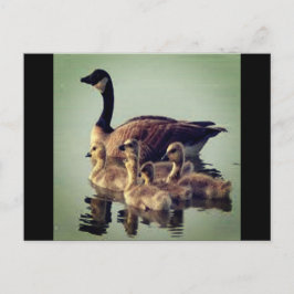 Carte postale Oie et bébés