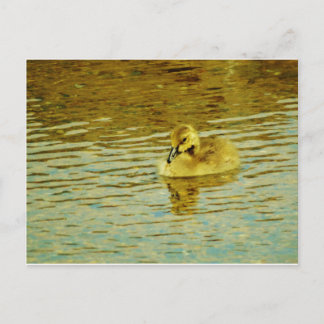 Carte Postale Oie jaune de bébé dans l'eau