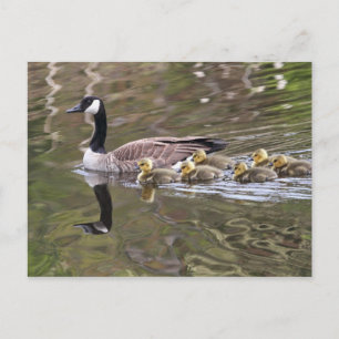 Carte Postale Oie-mère et oie-bébé Photo