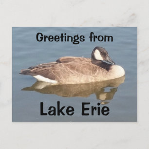 Carte Postale Oie sur le lac Érié