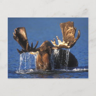 Carte Postale Oie taureau dans l'étang de la toundra de l'Alaska