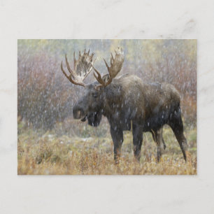 Carte Postale Oie taureau en orage de neige avec peupliers faux-