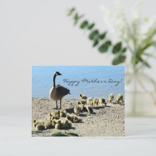 Carte Postale Oies bébé et mère l'oie 2