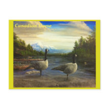Oies canadiennes au lac Beaver. -Carte postales