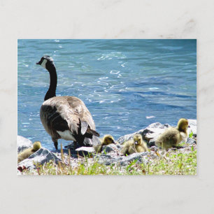 Carte postale Oies canadiennes (maman et bébé)