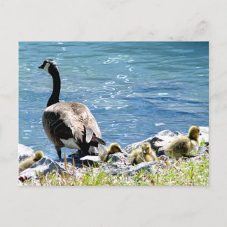 Carte postale Oies canadiennes (maman et bébé)