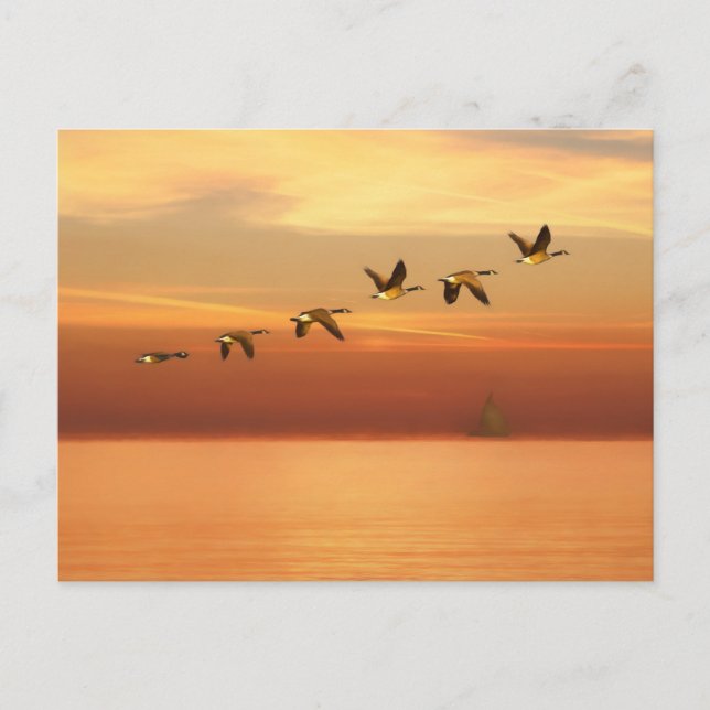 Carte Postale Oies du Canada en vol au coucher du soleil (Devant)