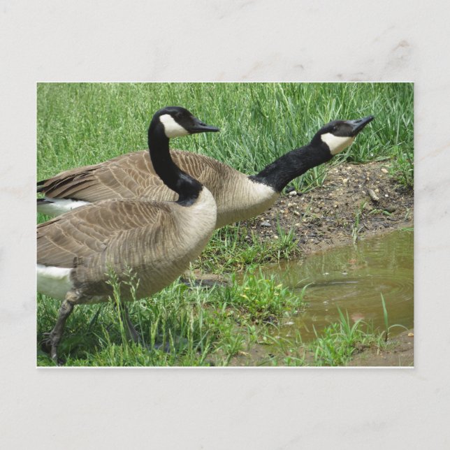 Carte Postale Oies En Poudre (Devant)