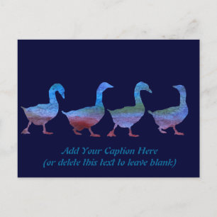 Carte Postale Oies lavées aux couleurs