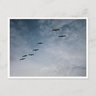 Carte Postale Oies Migratrices en Formation en V