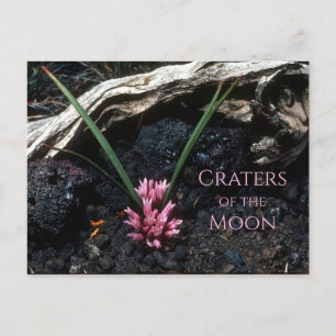 Carte Postale Oignon sauvage avec fleur, Lave, Cratères de la Lu