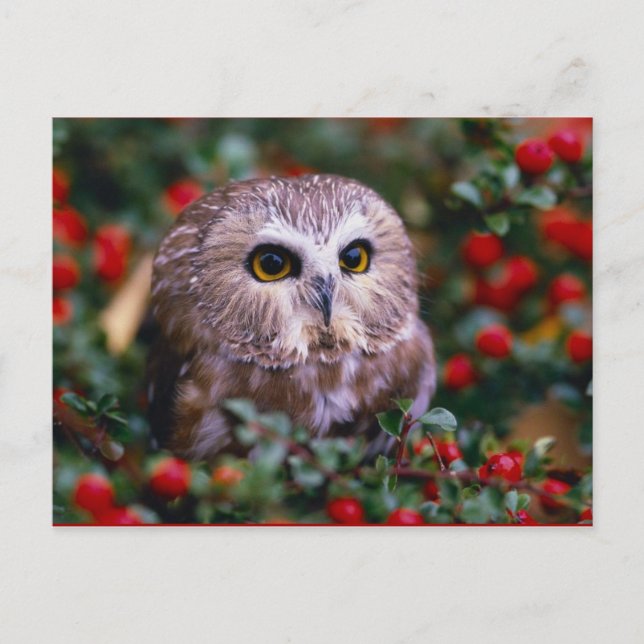 Carte Postale oignons (Devant)