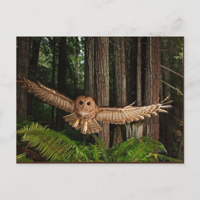 Carte Postale oignons (Devant)