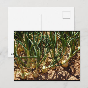 Carte Postale Oignons Espagnols à la Récolte