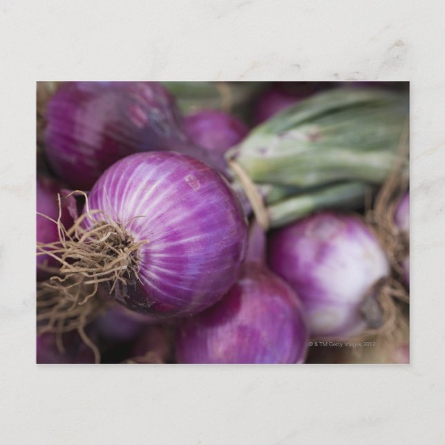 Carte Postale Oignons rouges frais dans un fermier du New Jersey (Devant)