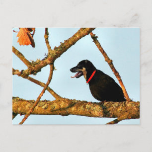 Carte Postale Oiseadog