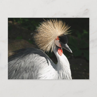 Carte Postale oiseau