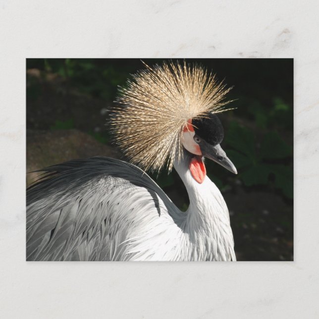 Carte Postale oiseau (Devant)