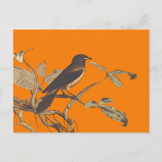 Carte Postale Oiseau (Devant)