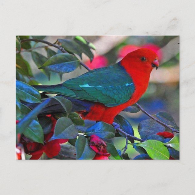 Carte Postale oiseau (Devant)