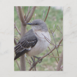 Carte Postale Oiseau