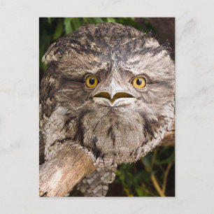 Carte Postale Oiseau à bouche de grenouille tawny australien