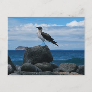 Carte Postale Oiseau à pattes bleues