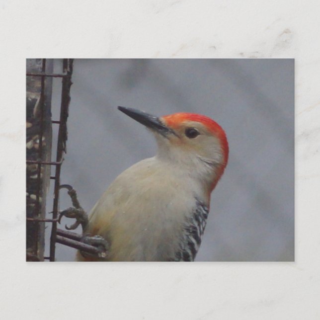 Carte Postale Oiseau à tête rouge (Devant)