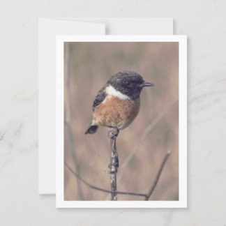 Carte Postale Oiseau africain de Stonechat