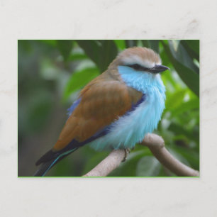 Carte Postale Oiseau : Beau oiseau Brown et bleu