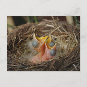 Carte postale Oiseau bébé