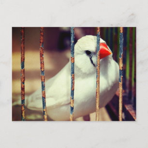 Carte Postale Oiseau blanc Zèbre Finch en cage