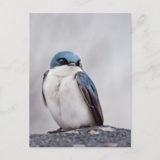 Carte Postale Oiseau Bleu