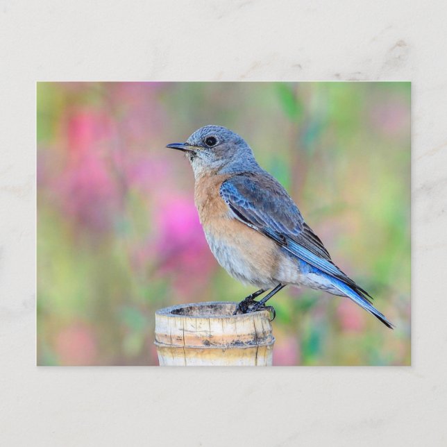 Carte Postale Oiseau bleu contre un Arrière - plan rose et vert (Devant)
