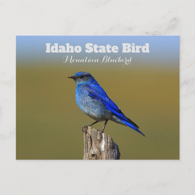 Carte Postale Oiseau bleu de l'Idaho (Devant)